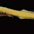 Image of Kobayashi&#39;s bristlemouth