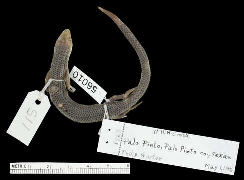 Plancia ëd Plestiodon septentrionalis pallidus (Smith & Slater 1949)