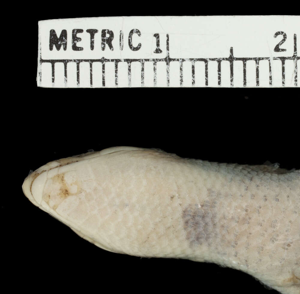 Plancia ëd Plestiodon septentrionalis pallidus (Smith & Slater 1949)