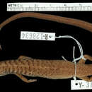 Image of Brown-tailed Bar-lipped Skink