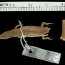 Image of Large-disced Litter-skink