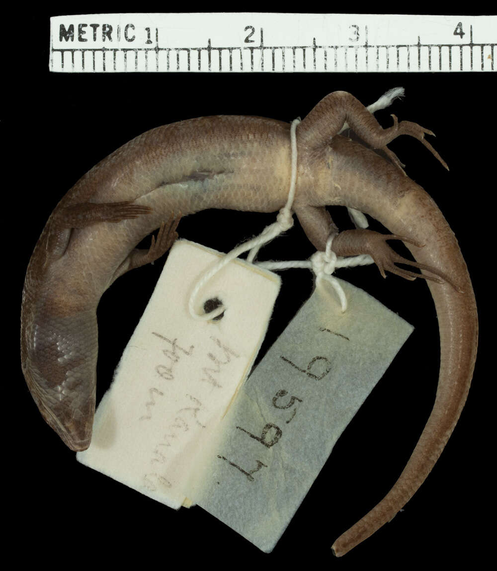 Image of Common Litter Skink