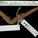 Image of Vesey-Fitzgerald’s burrowing skink