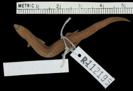 Image of Vesey-Fitzgerald’s burrowing skink