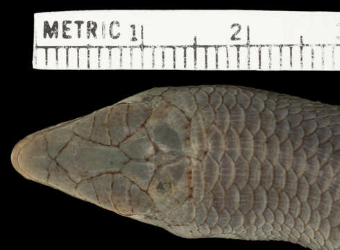 Image of <i>Dasia smaragdinum perviridis</i>