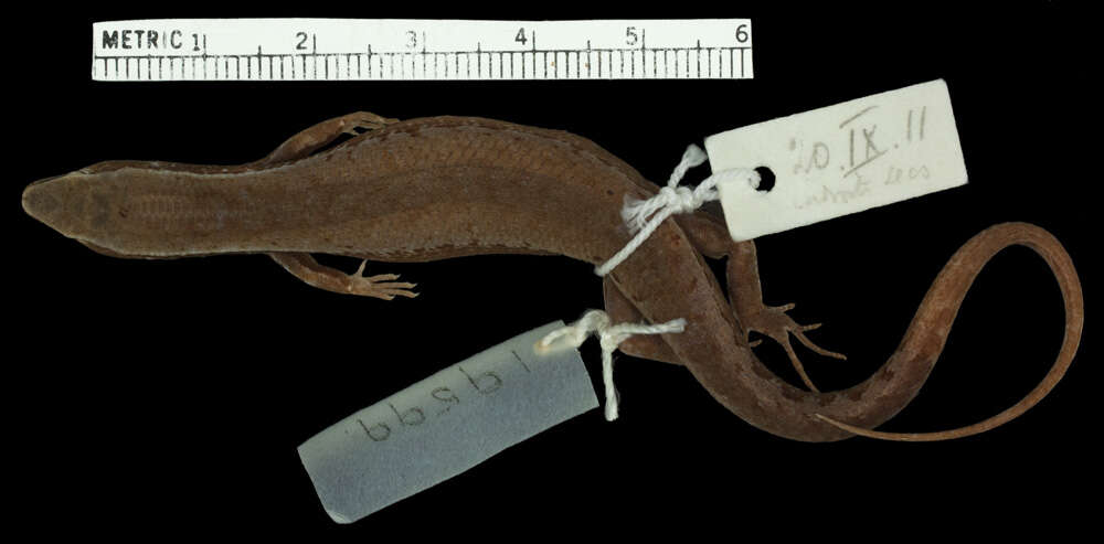 Image of Giant Litter Skink