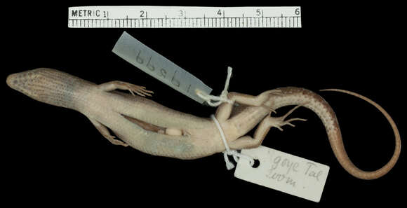 Image of Giant Litter Skink