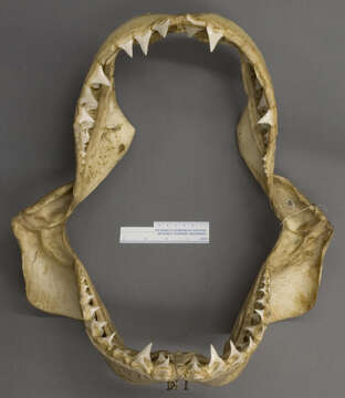 Image of Carcharodon