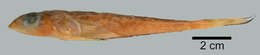 Image of Spotfin Dragonet