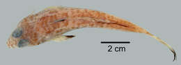 Image of Spotfin Dragonet