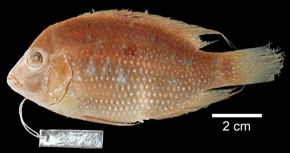 Image of Rio Grande Cichlid