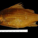 Image of Barfish