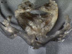 Image of Apodichthys