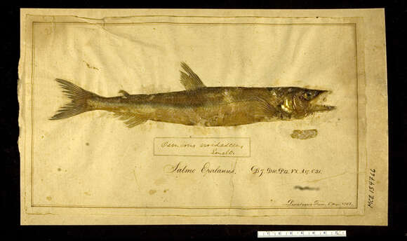 Imagem de Osmerus mordax (Mitchill 1814)