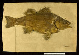 Image of White Perch