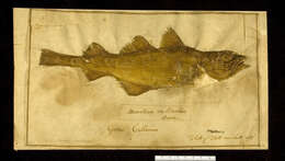 Image of Atlantic cod