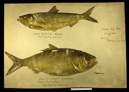 Imagem de Alosa pseudoharengus (Wilson 1811)