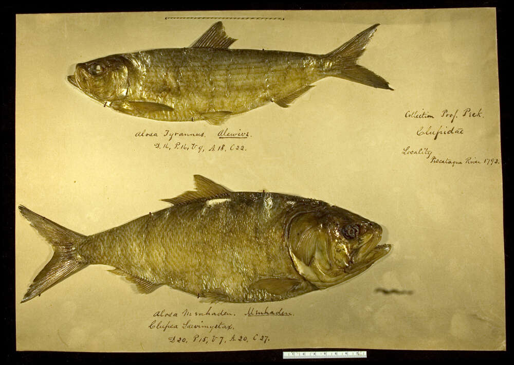 Слика од Brevoortia tyrannus (Latrobe 1802)