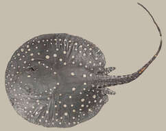 Image of Freshwater stingray