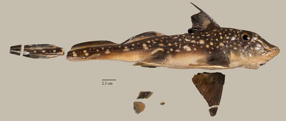 Image of Spotted Ratfish