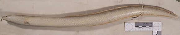 Image of freshwater eels