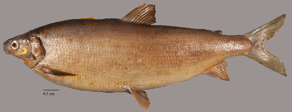 Image of Lake whitefish