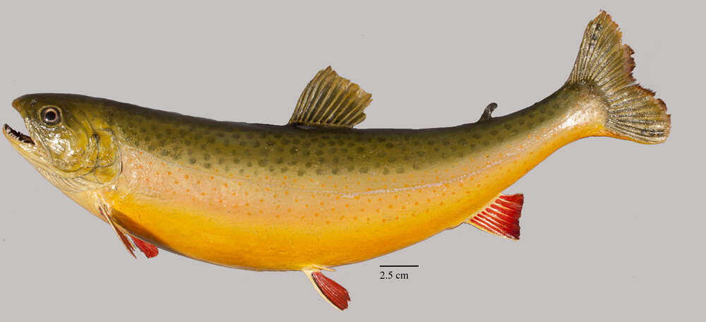 Image of Salmon