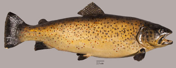 Image of Brown Trout