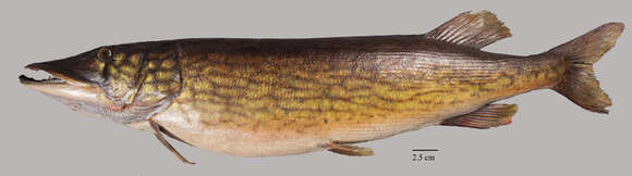 Image of Pickerel