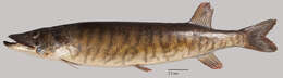 Image of Redfin Pickerel