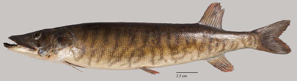 Esox americanus Gmelin 1789 resmi