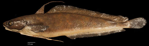 Image of Red hake