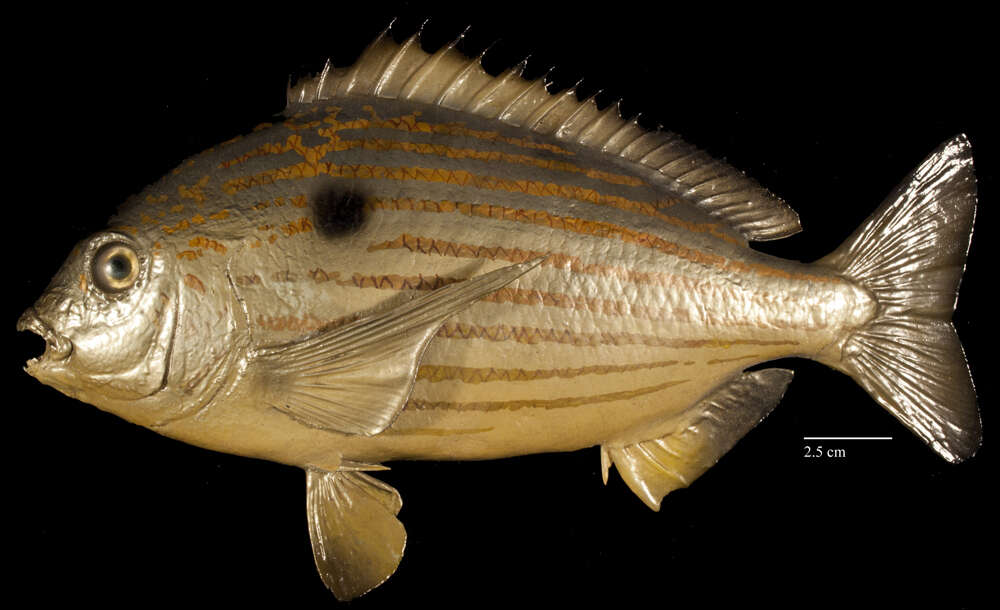 Image of Blackspot porgy