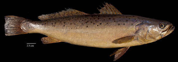 Image of Seatrout