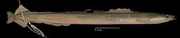 Image of American sand lance