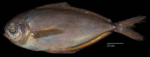 Image of American butterfish