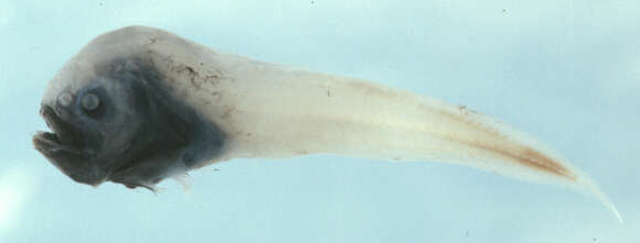 Image of Blackchin dwarf snailfish