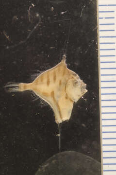 Image of Xenolepidichthys