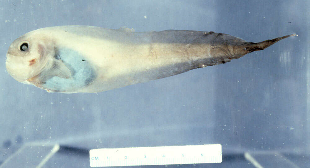 Image of Paraliparis hystrix Merrett 1983
