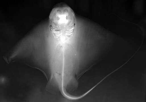 Image of Myliobatis
