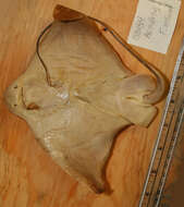 Image of Japanese Eagle Ray