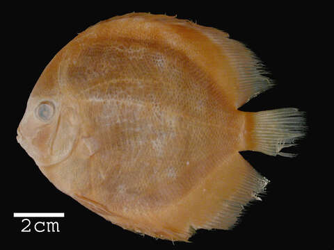 Image of Discus