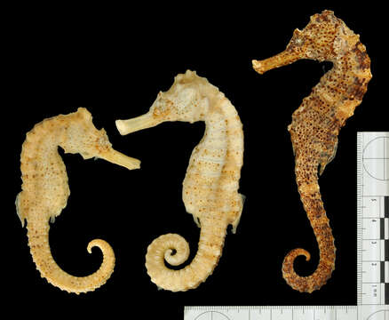 Image of Long-snout Seahorse