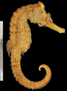 Image of Long-snout Seahorse