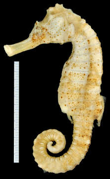 Image of Long-snout Seahorse