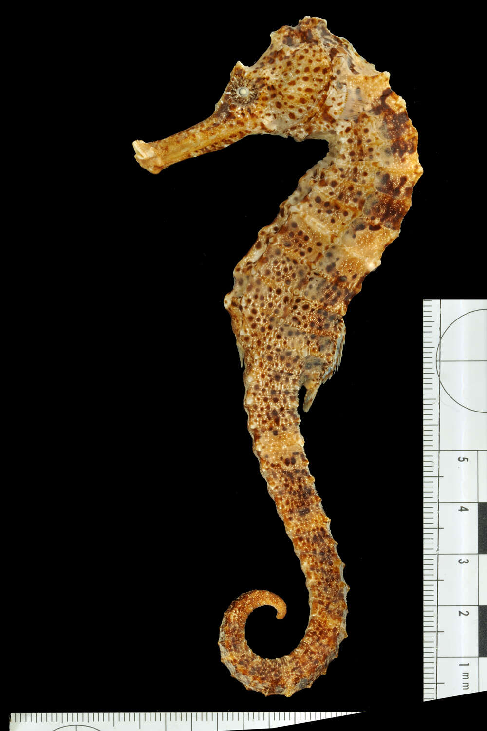 Image of Long-snout Seahorse