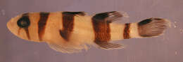 Image of Blackbarred reefgoby