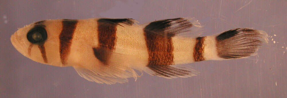 Image of Blackbarred reefgoby