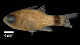 Image of Cardinalfish