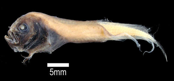 Image of blackchin dwarf snailfish